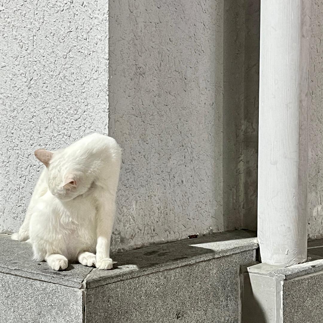 🍃
