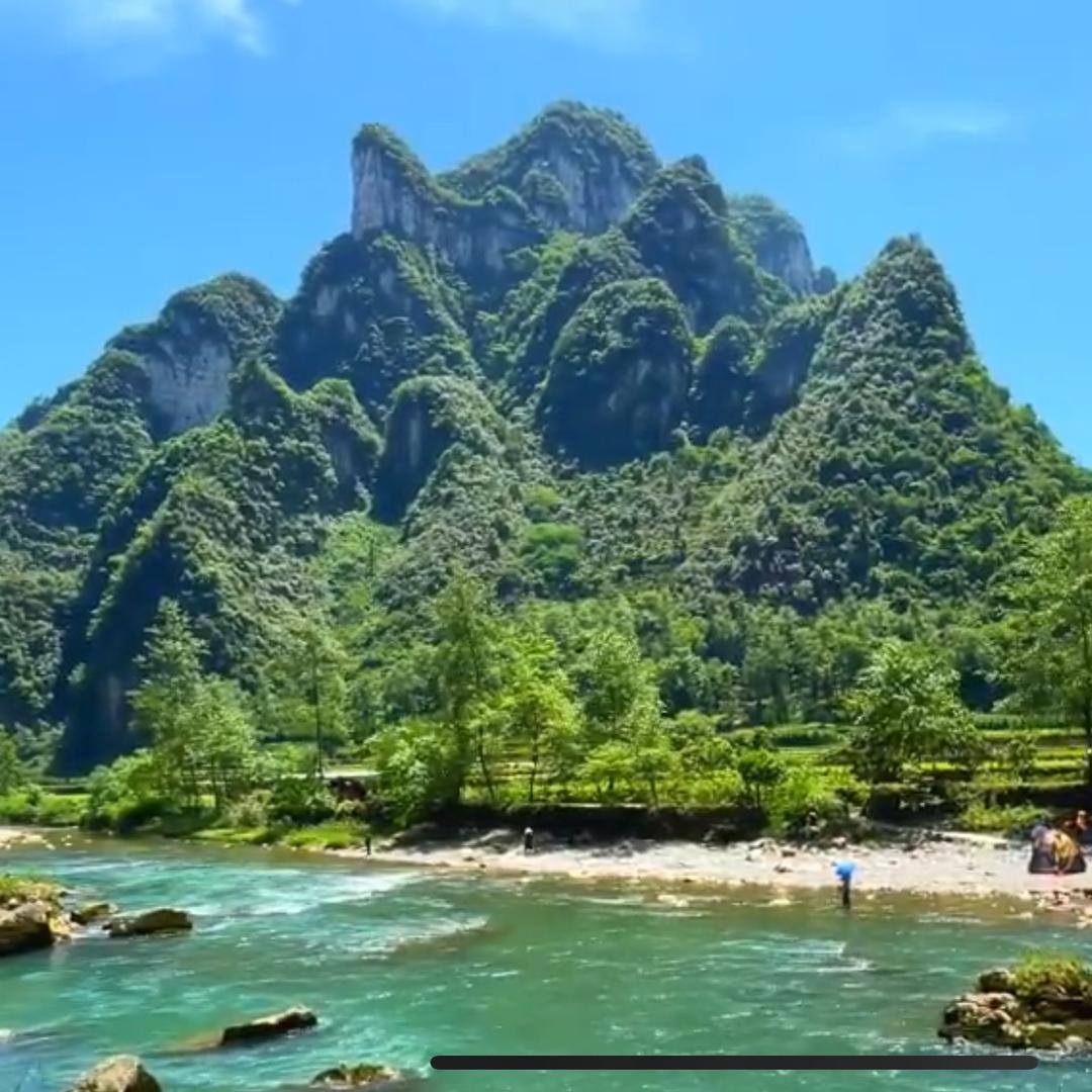 枫 叶