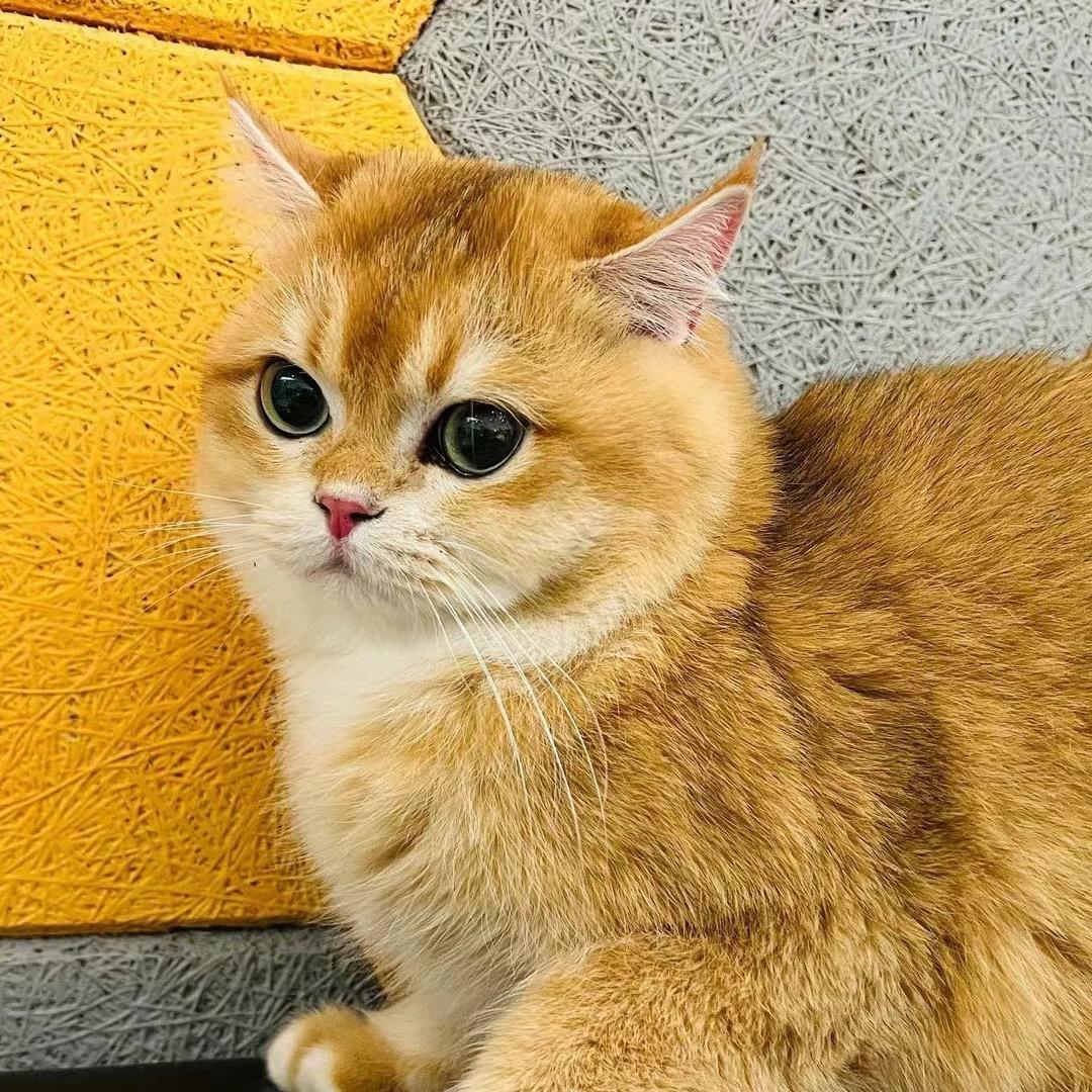 房顶的猫在放风筝🪁