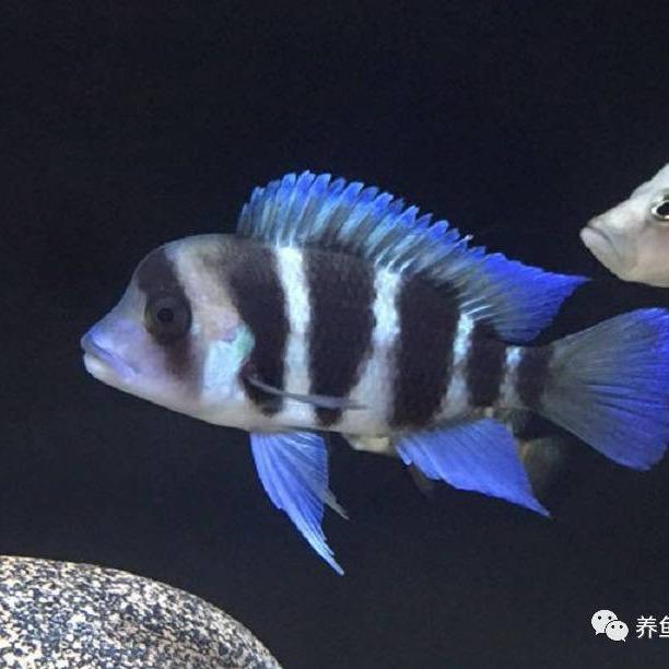 喜欢养鱼的帅
