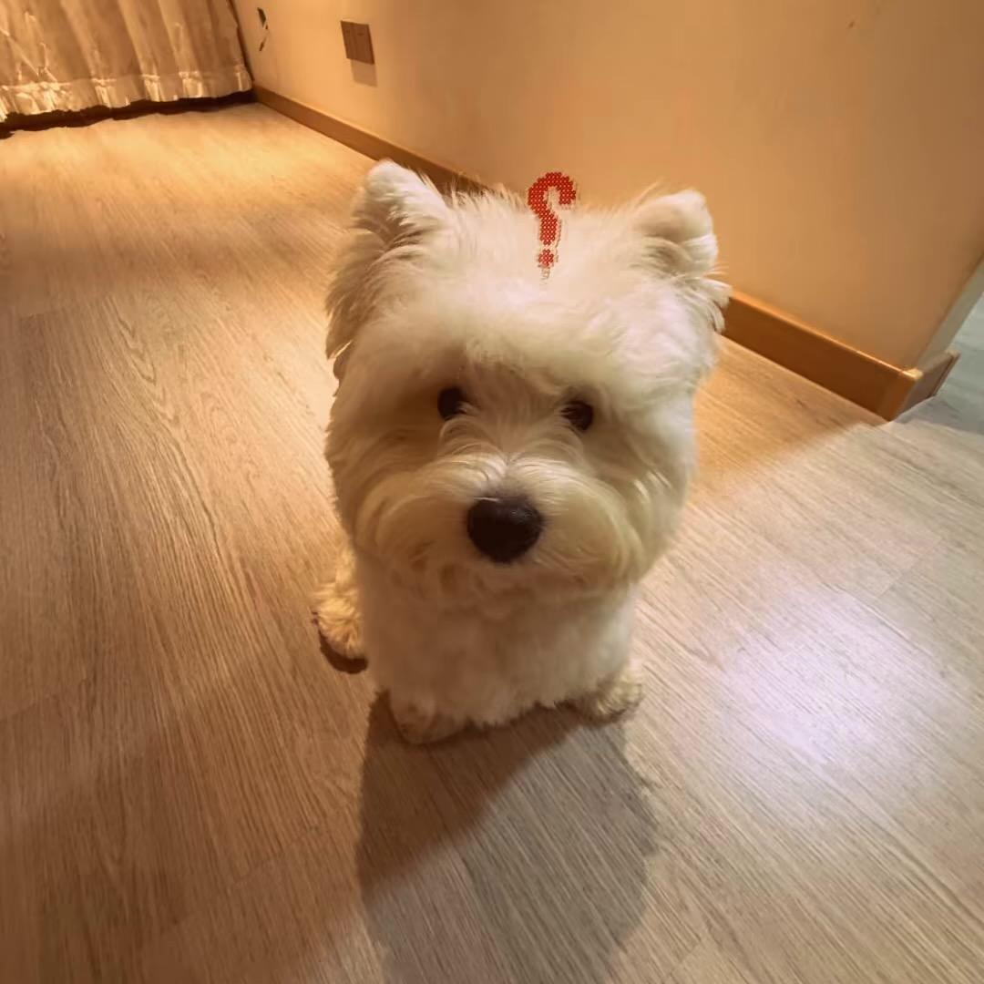 小猫槑的像你