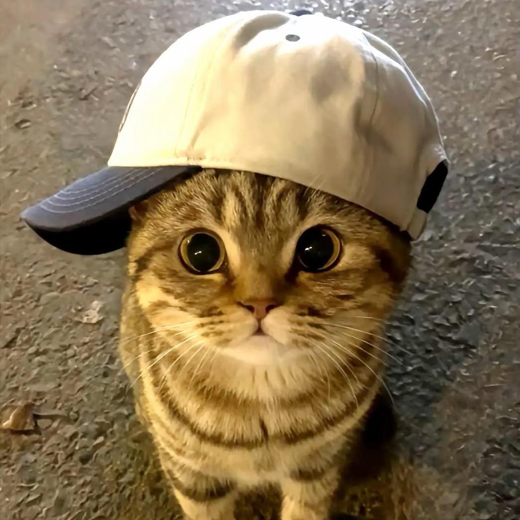 我是一只猫