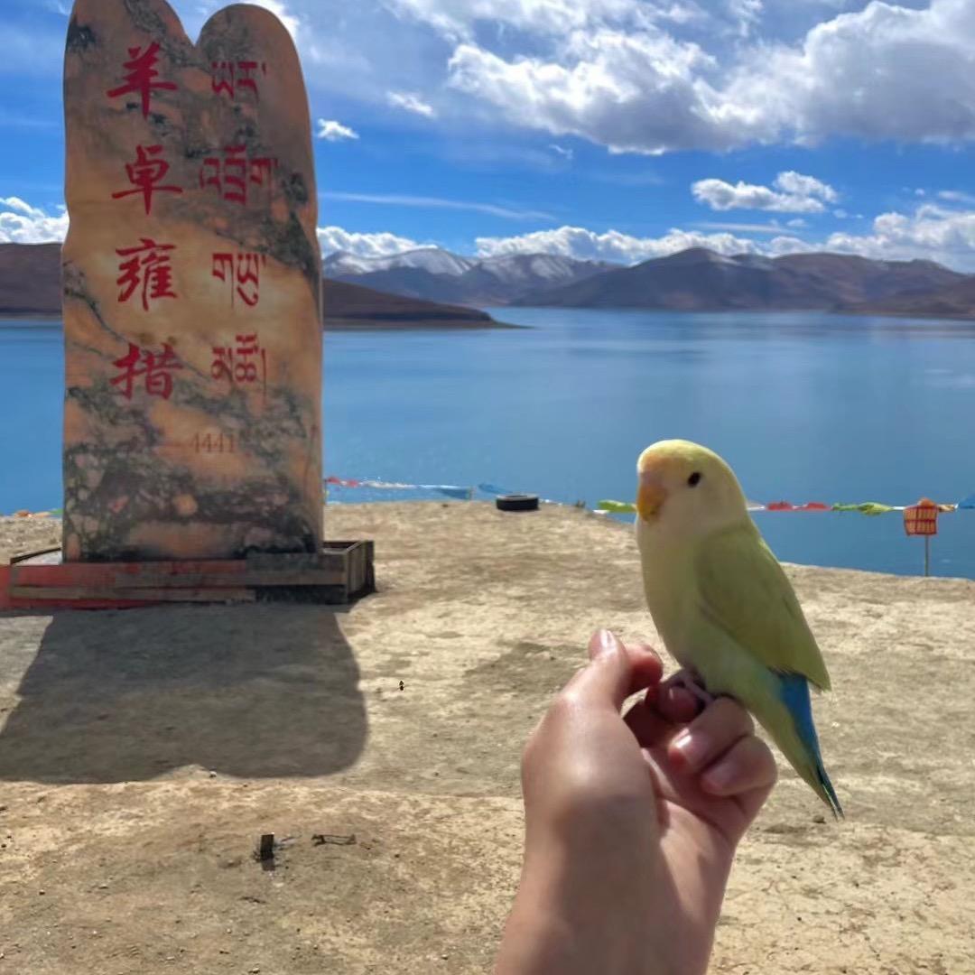 鱼生家牡丹鹦鹉💛