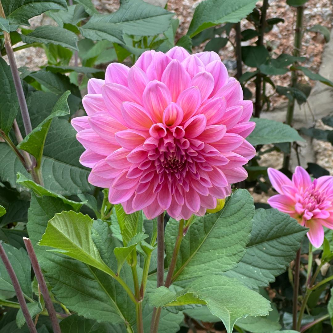 村里在逃翠花欧姐