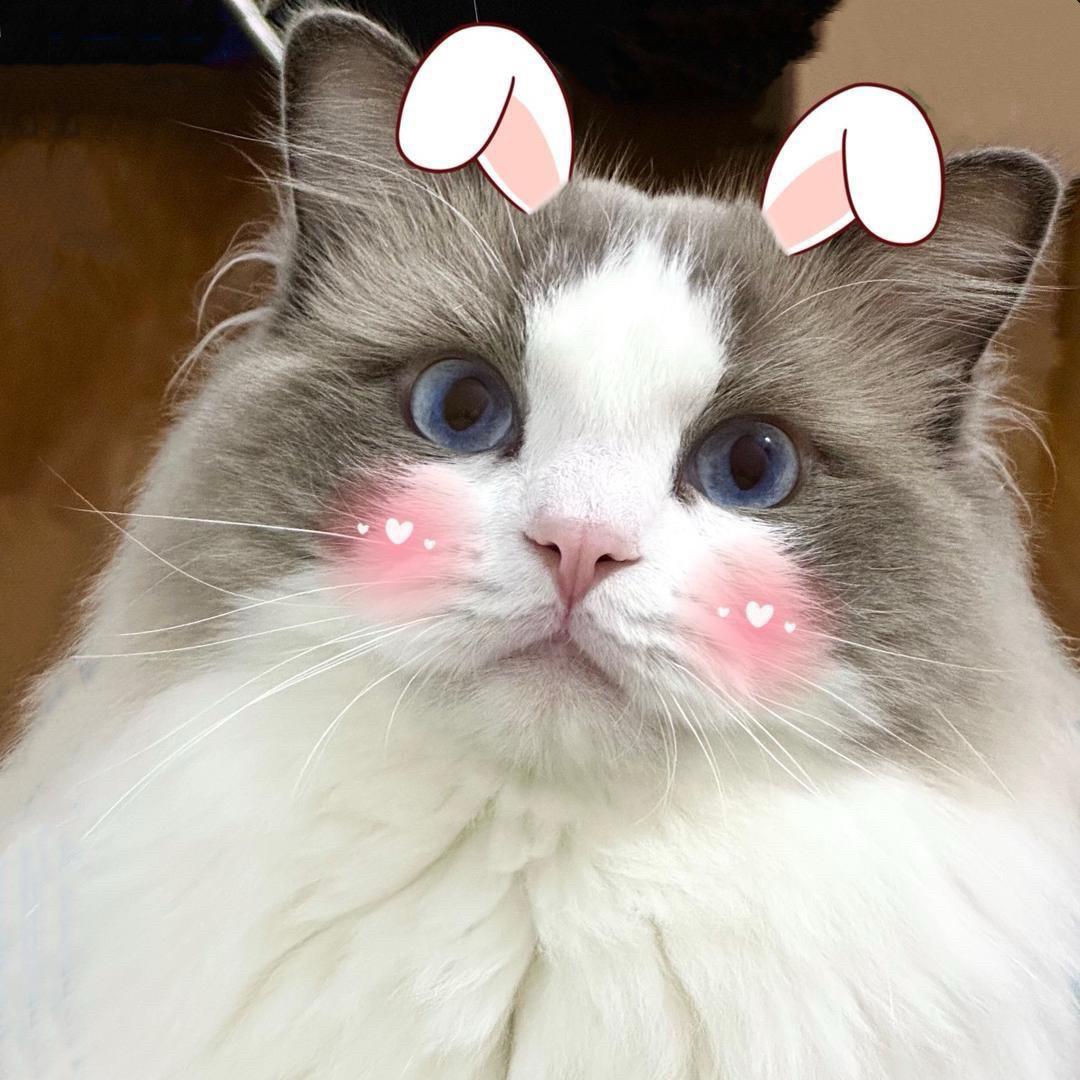 猫薄荷🌿