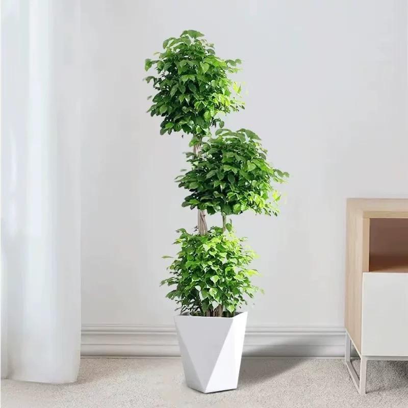 玖忆绿植基地