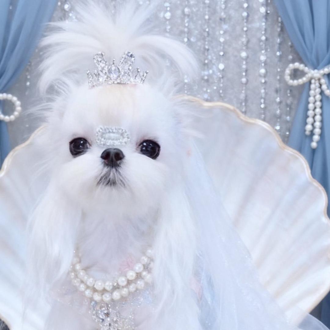 九哥 家🐶马尔济斯犬