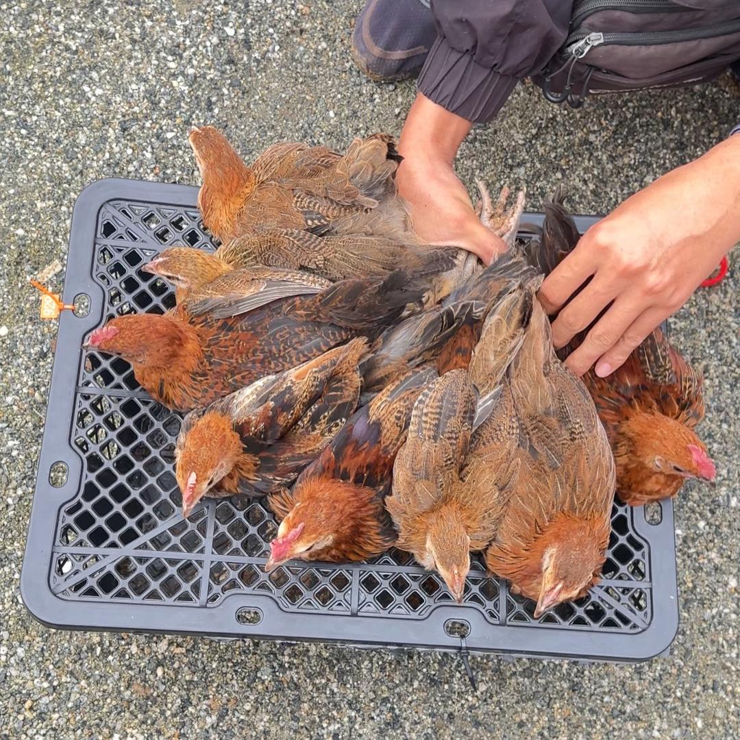 云南猴鸣辉