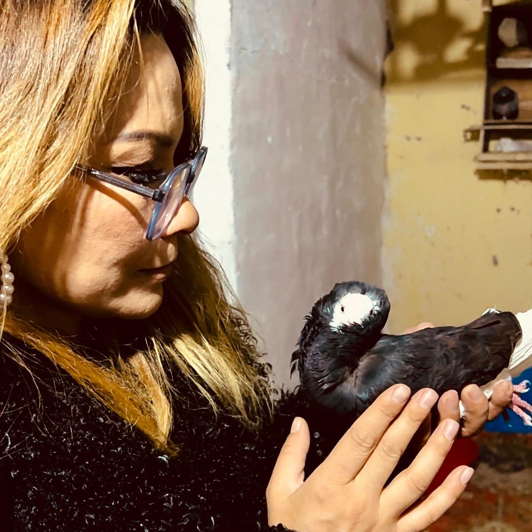 aynur鸽王