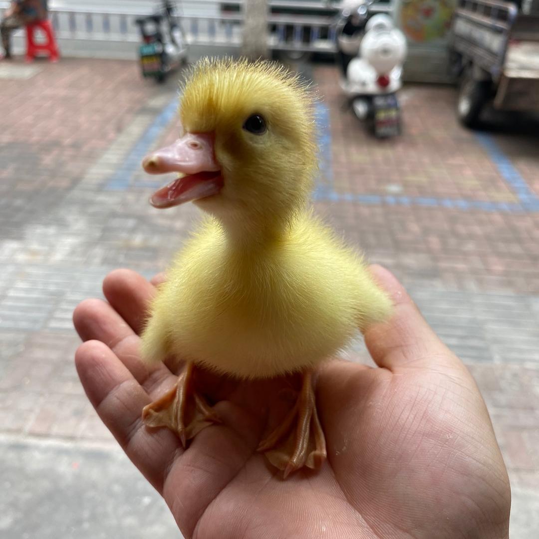 小黄鸭