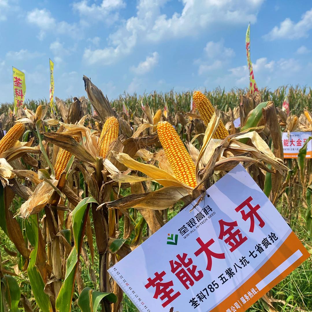 荃科785荃能大金牙