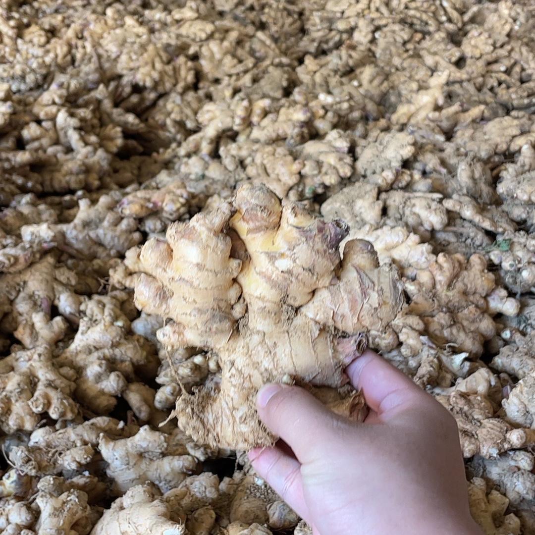 慧慧家小黄姜聚气店