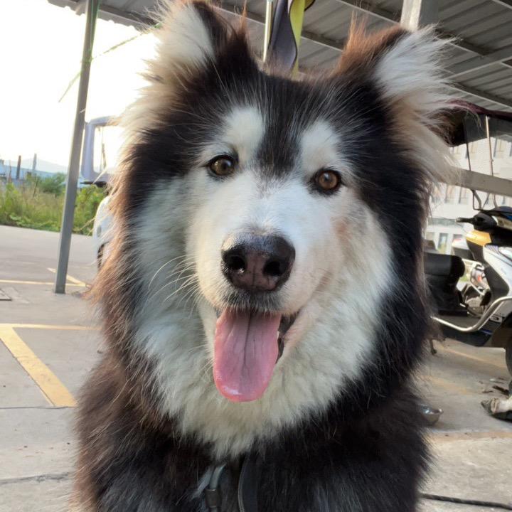 阿拉不斯家
