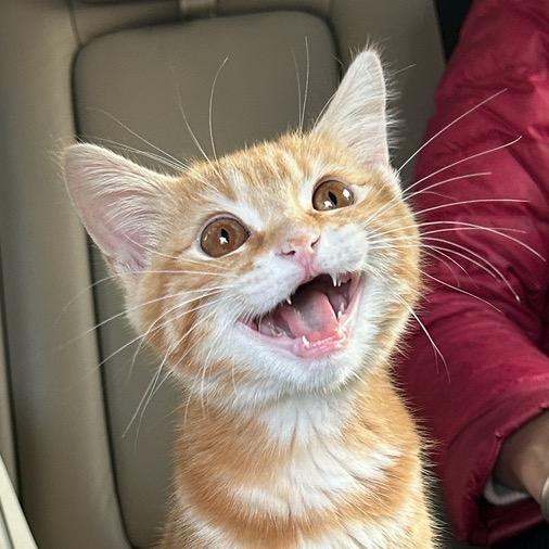 炸炸猫金宝