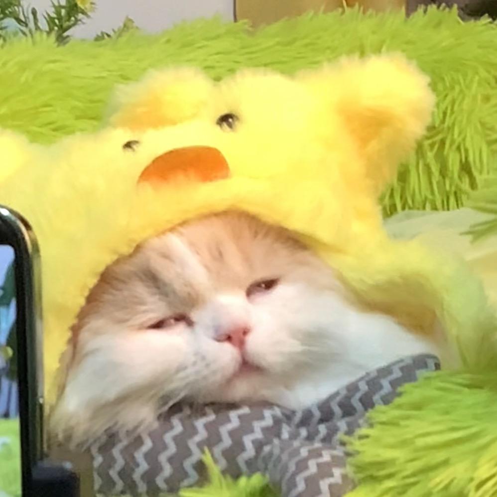 豆包的百宝箱