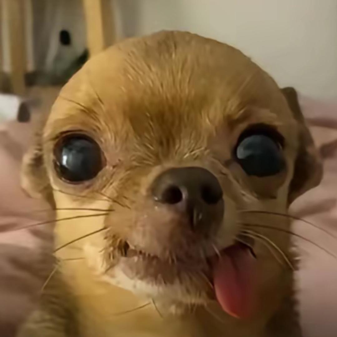 下半身的匹诺曹