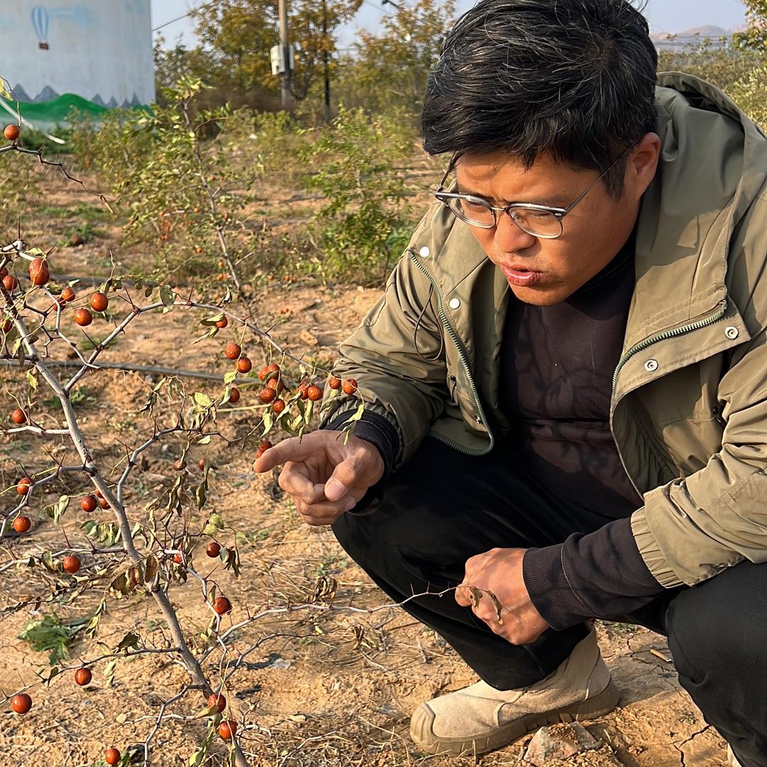 心农人药用酸枣苗