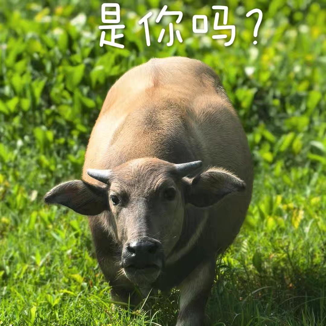 草龙同囡囡