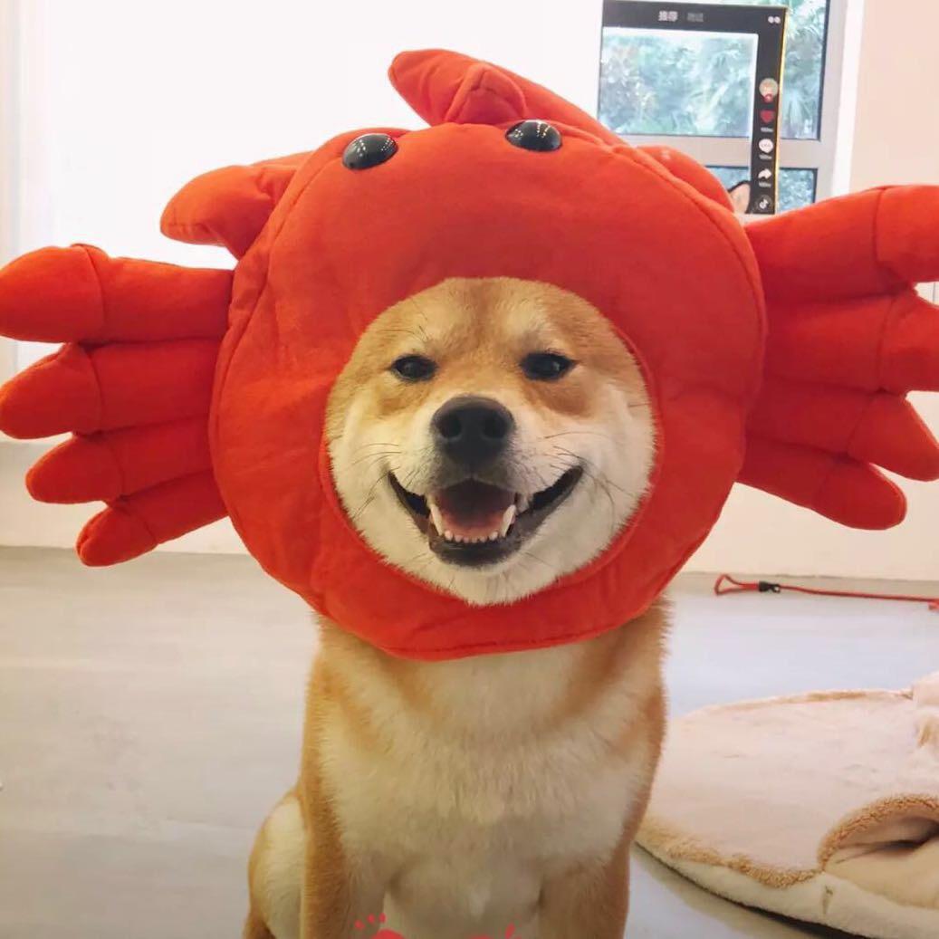 我是柿子啊🍅