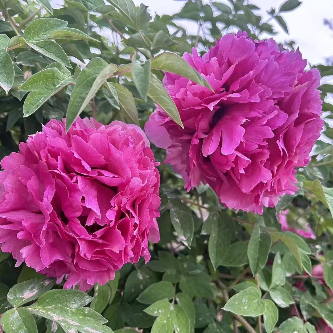 小李牡丹花卉园艺