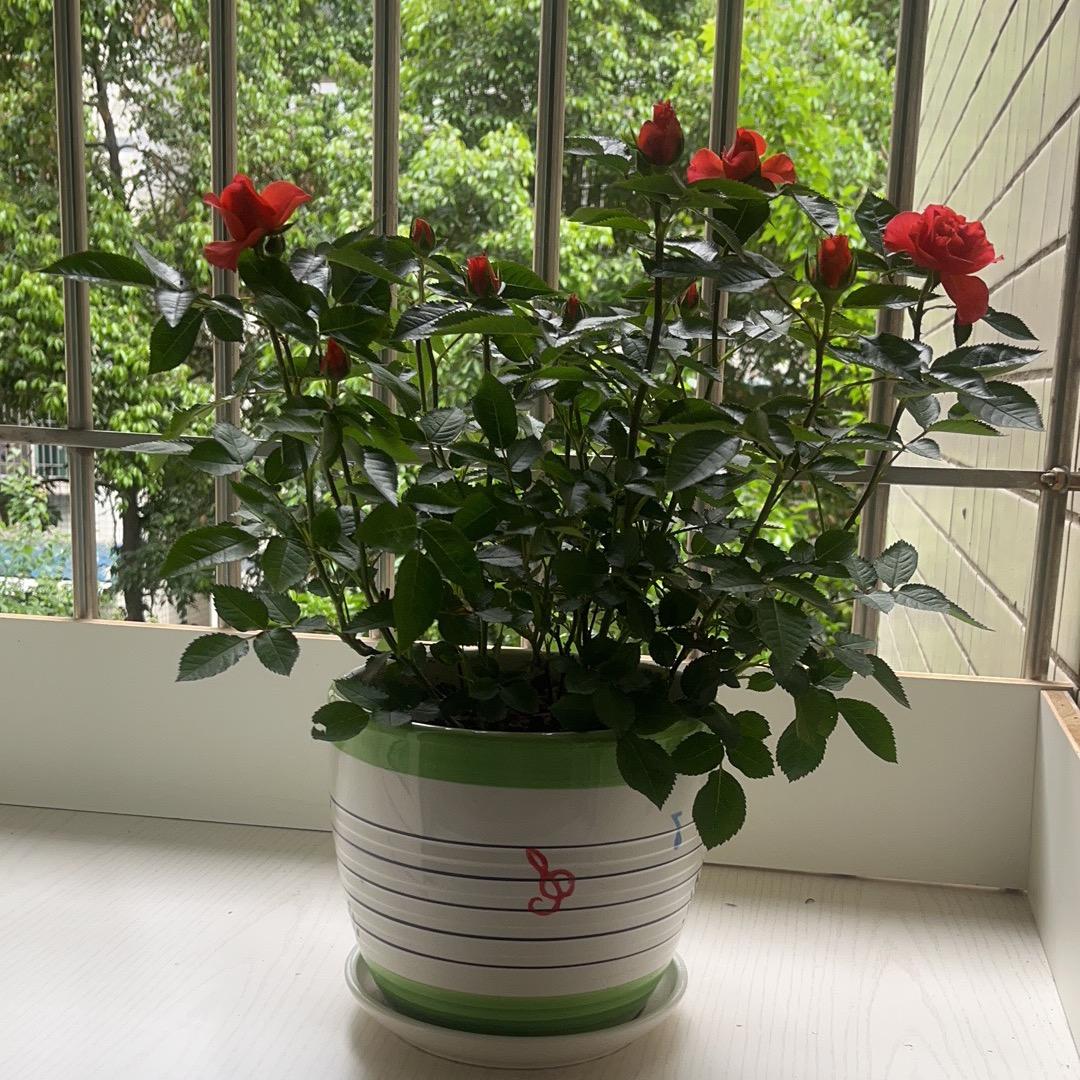 恩🌻情