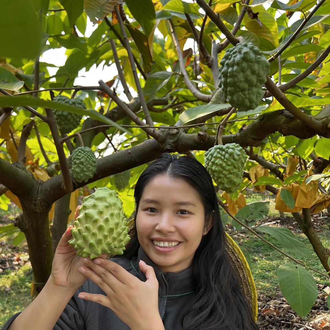 迦迦乐释迦种植基地丽珍号