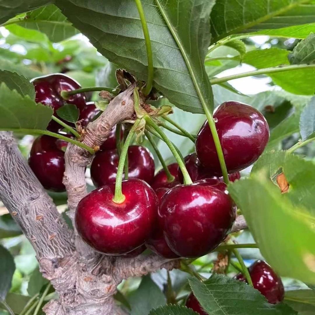 荆门文雨农场车厘子采摘园