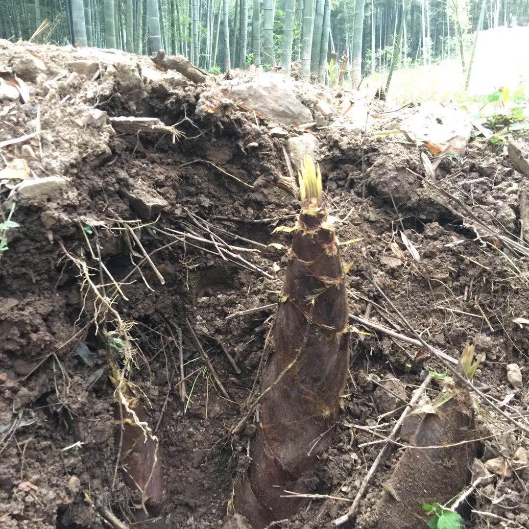 木就木头