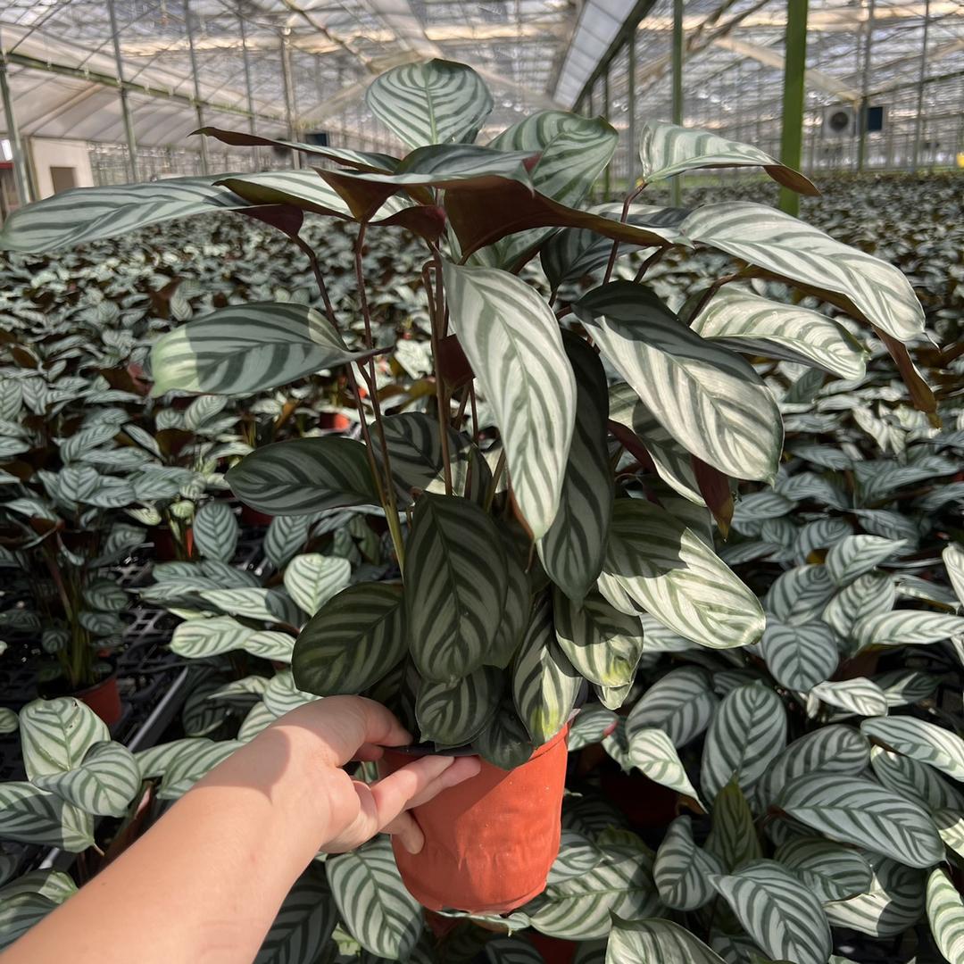 植趣园艺