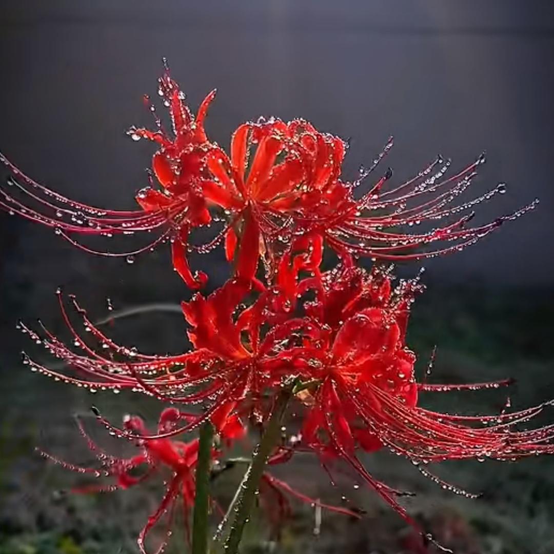 ⭐⭐凹凸