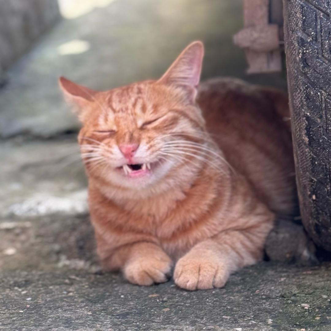 农村小院喵时光