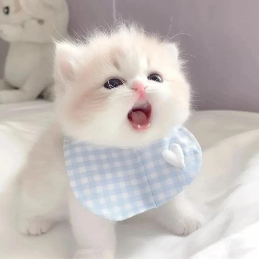 小猫麻薯