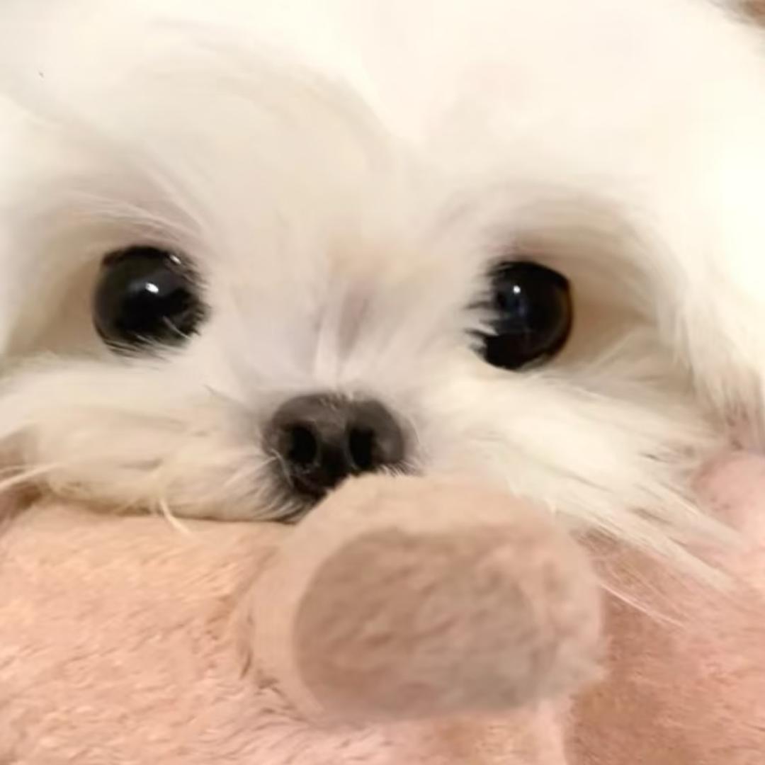 碎冰冰不碎头像