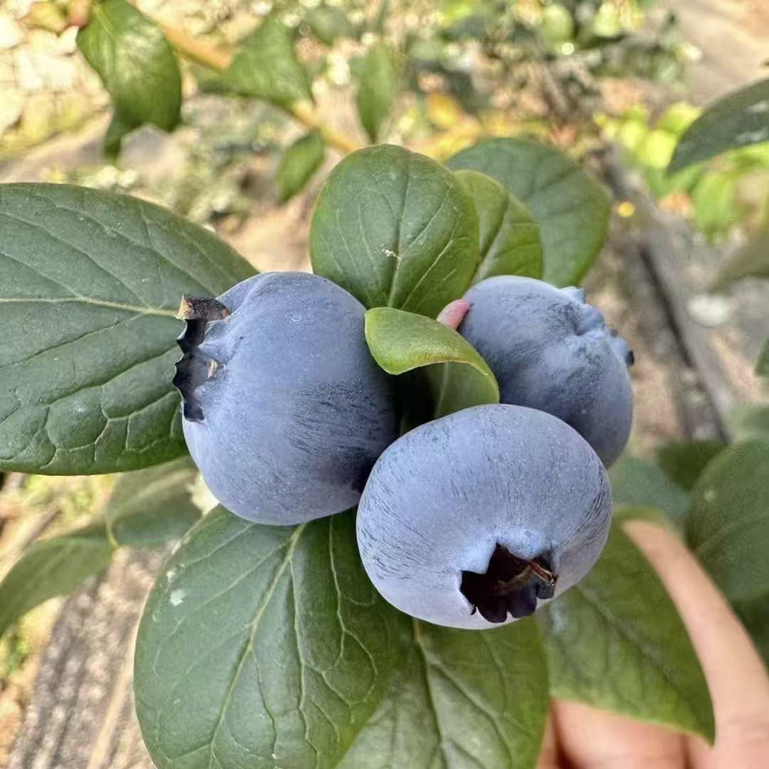 简单詀