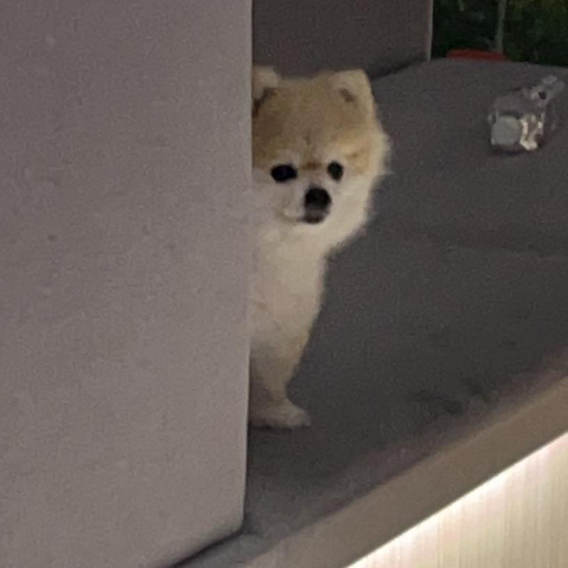 副官