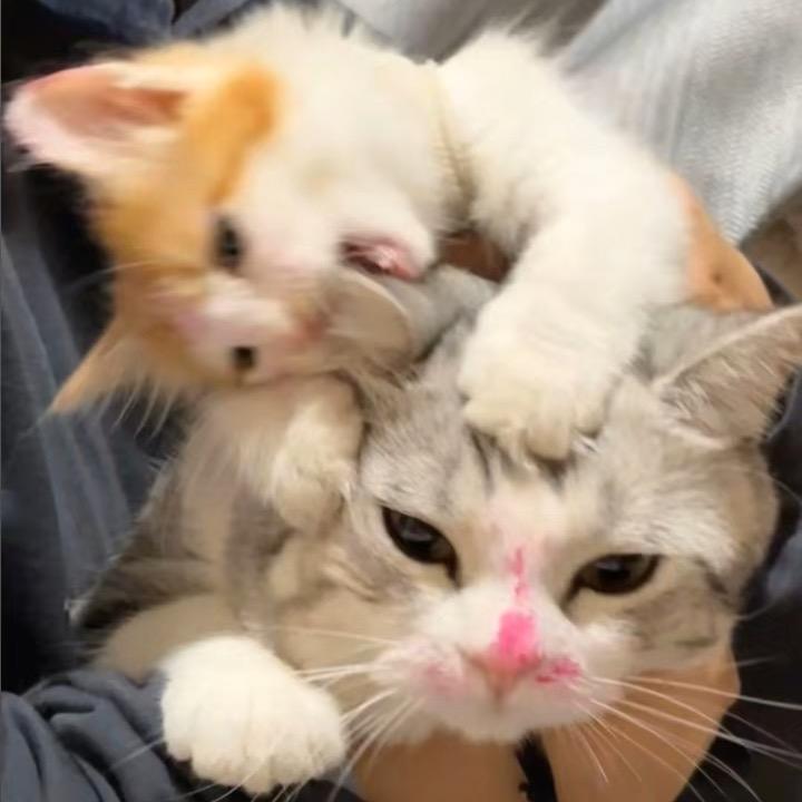 吃饱不饿🐱