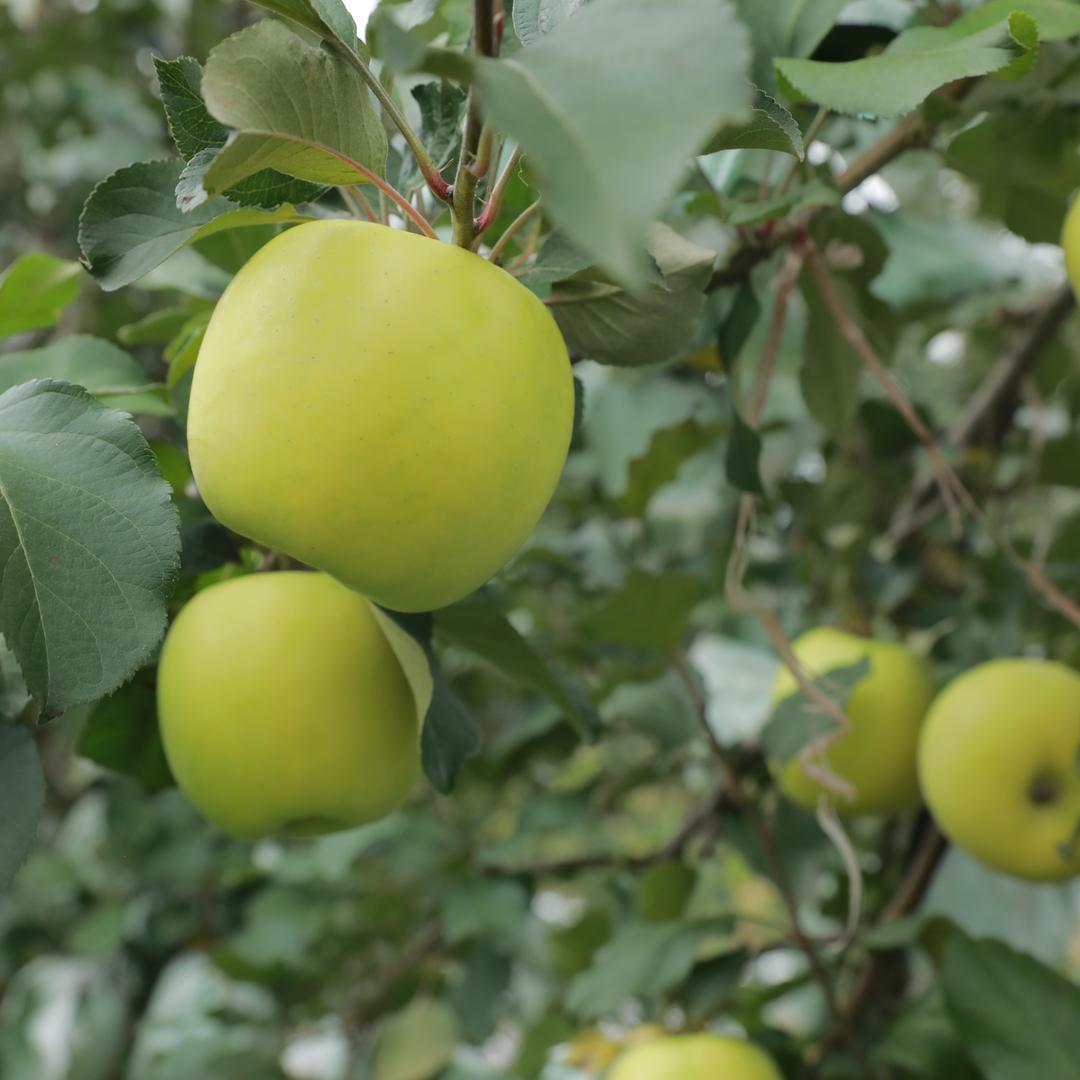 NONGJIA侬佳绡源优选