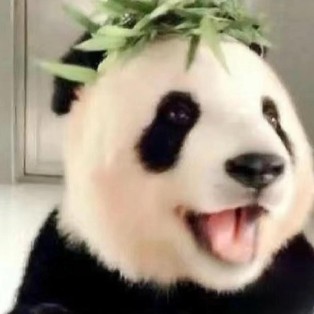 一只青色知更鸟