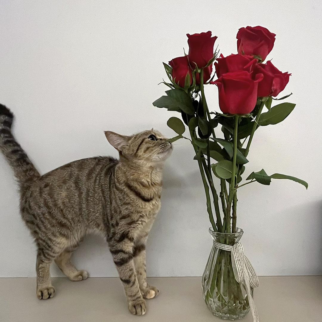 呼呼💤茶茶优选