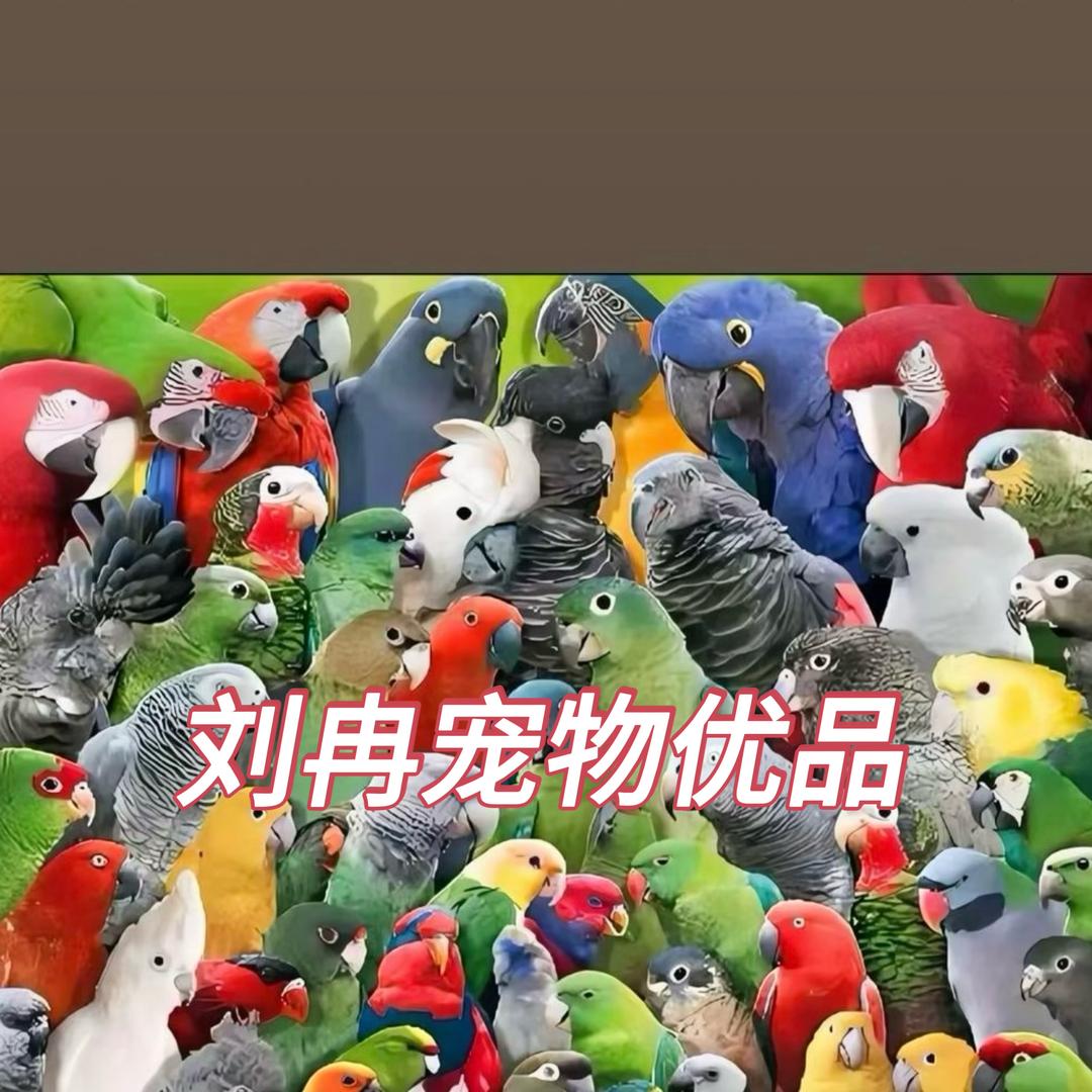 刘冉宠物优品