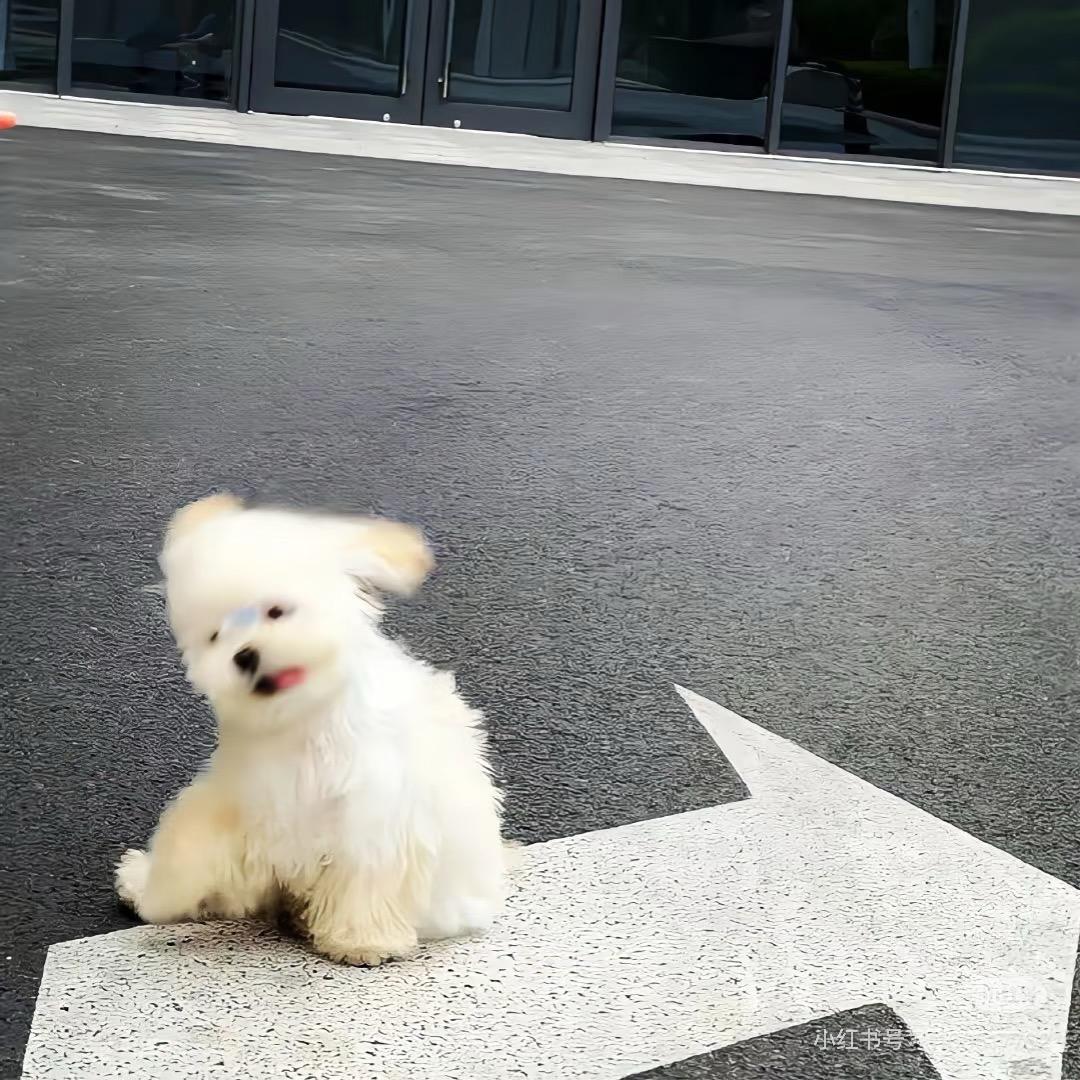 周宸旭-
