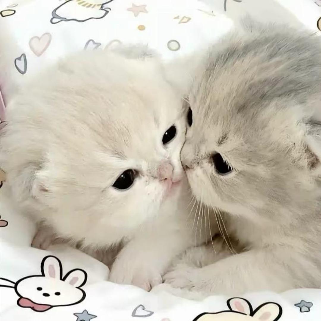 보고 싶어요