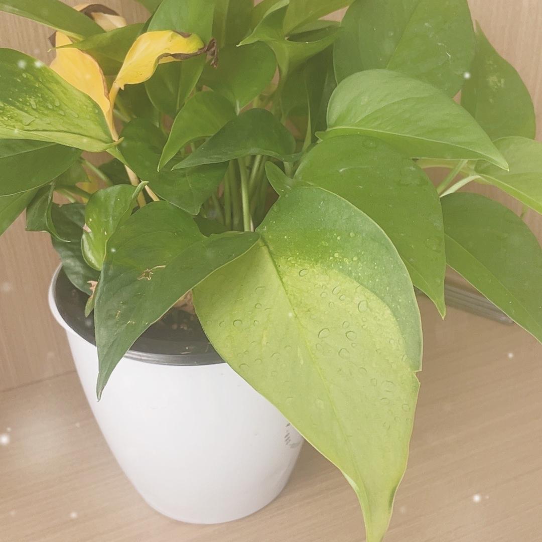 濉溪县飞宏网络科技服务部（个体工商户）