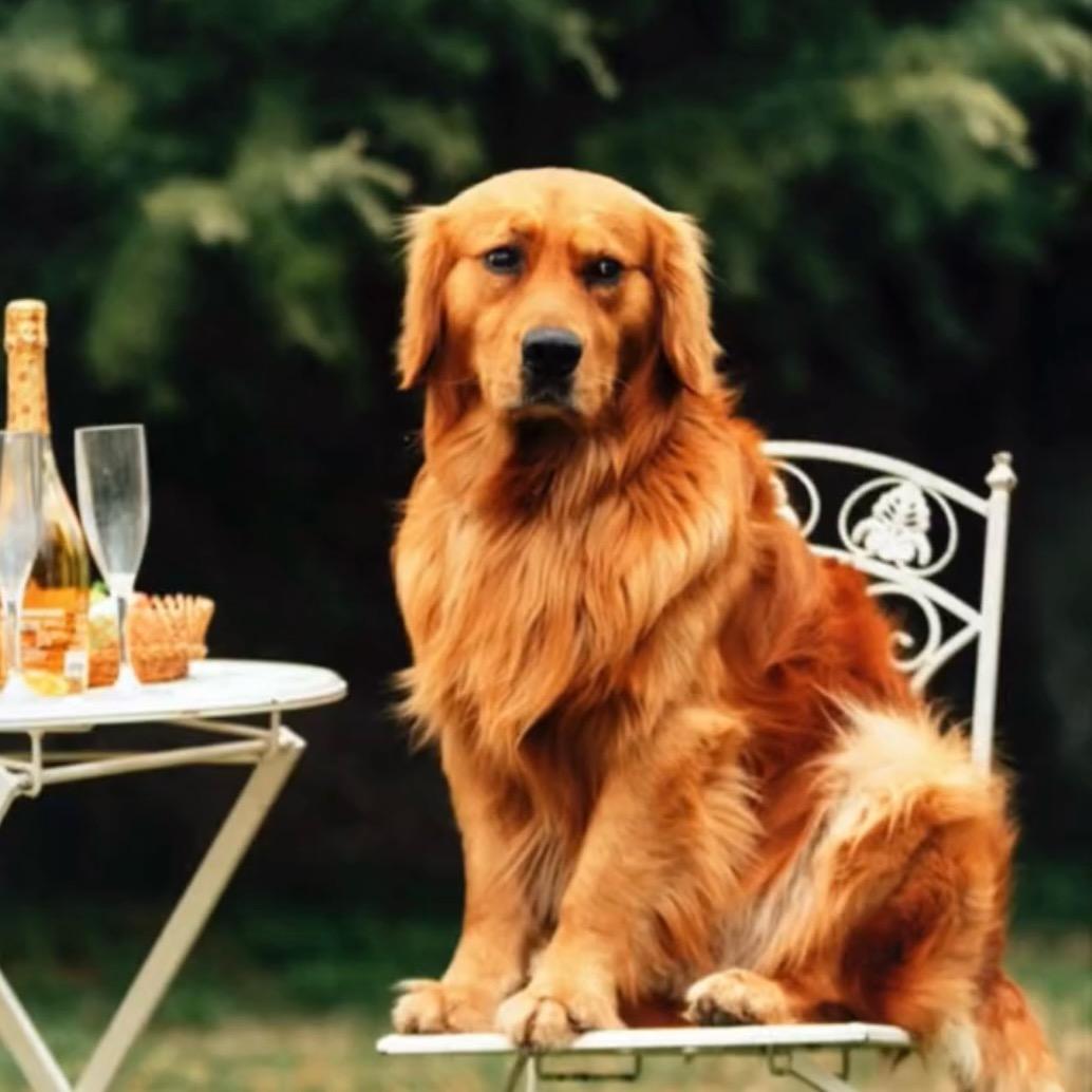 金毛寻回犬 毛毛