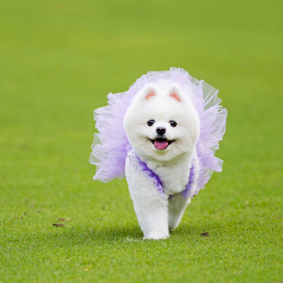 王子是只小博美