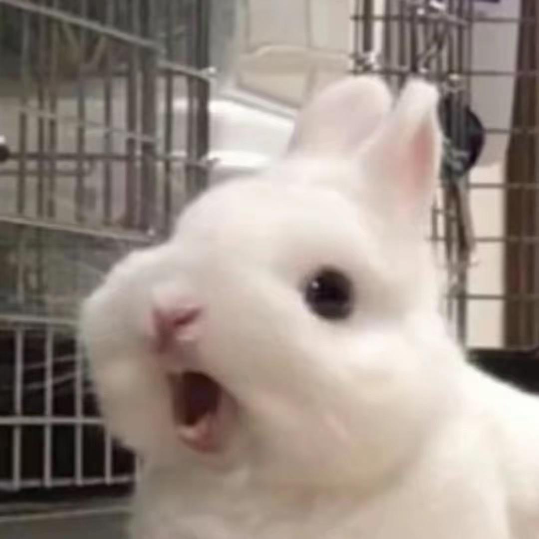 别叫我兔子ᙏ̤