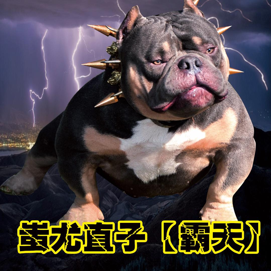 龍腾恶霸犬舍
