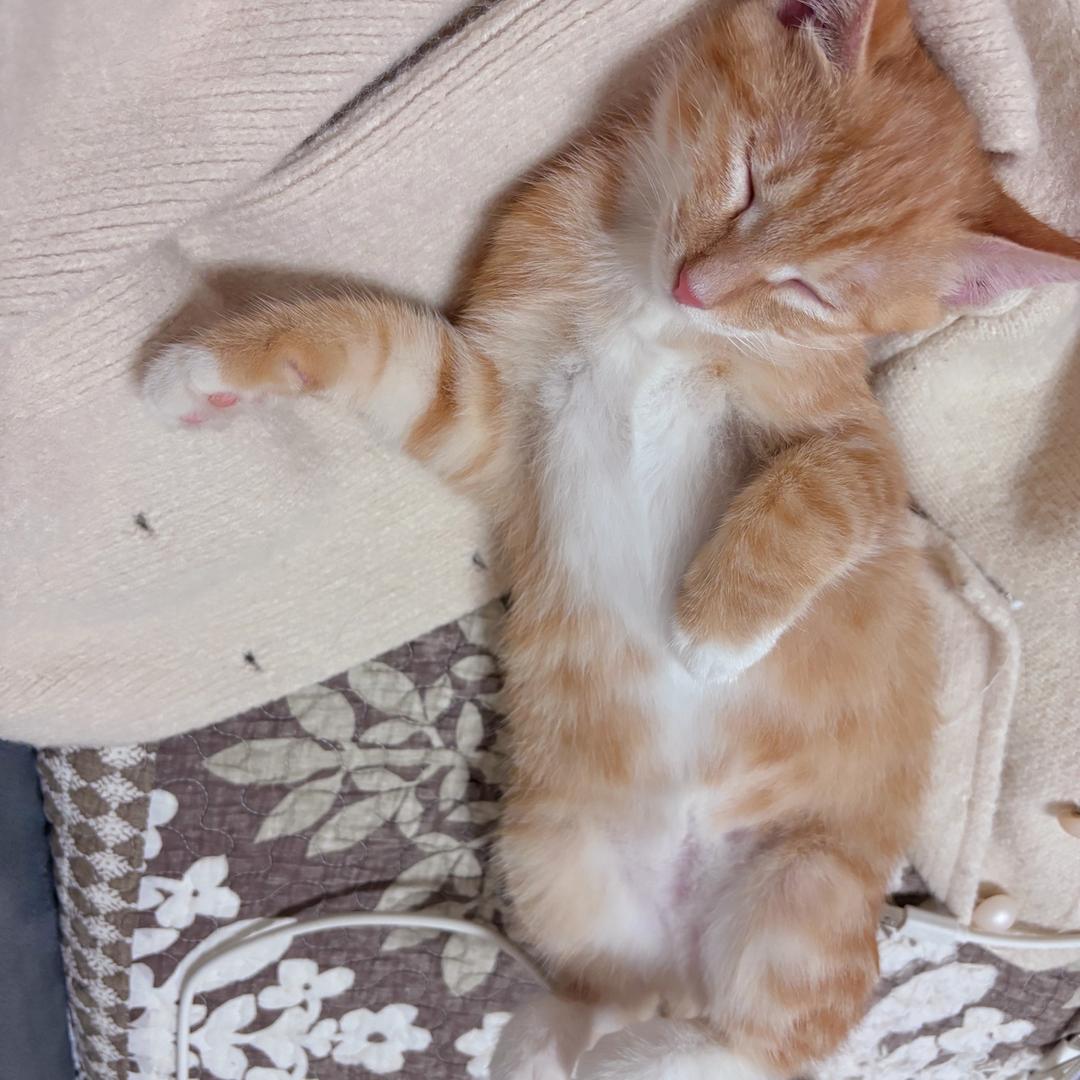ᴗ.🐈