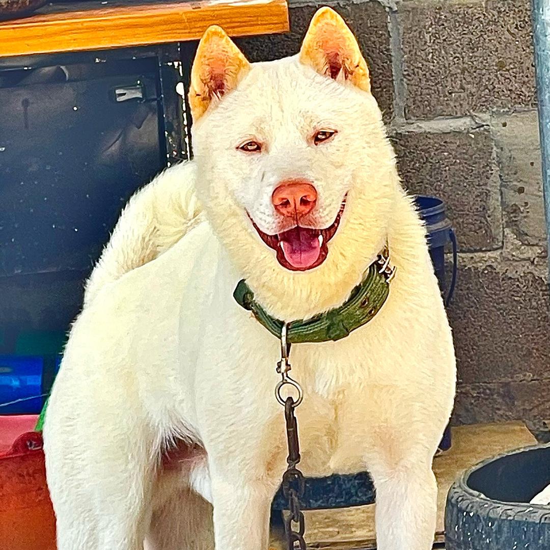 一休田园犬