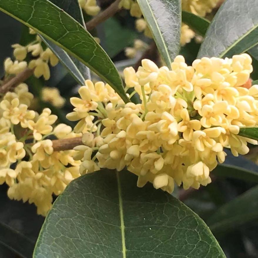 桂花姐姐
